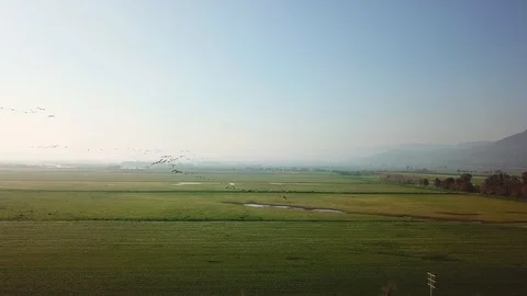 Common Cranes Migration Aerial view Stock Footage 109334699