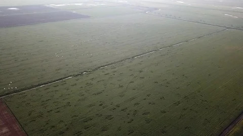 Common Cranes Migration Aerial view Stock Footage 109478421