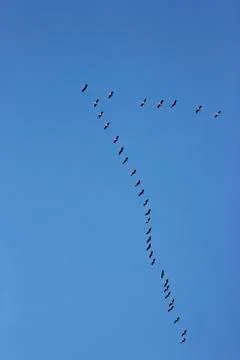 Common cranes at passage of birds Foto stock