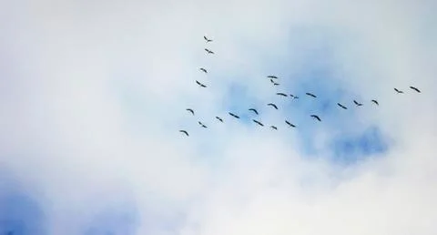 Common cranes at passage of birds Foto stock