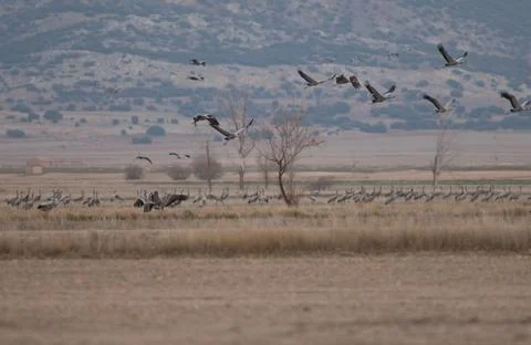 Common cranes. Stock Photos