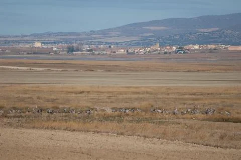 Common cranes. Stock Photos