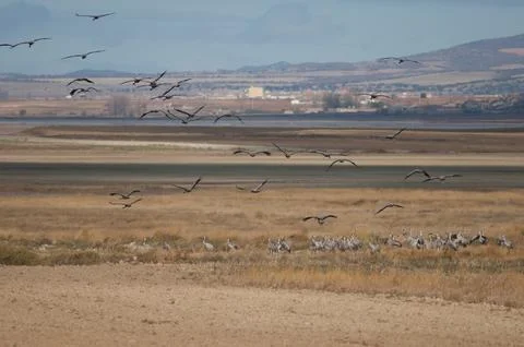 Common cranes. Stock Photos