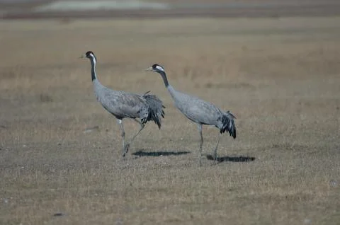 Common cranes. Stock Photos