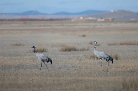Common cranes. Foto stock