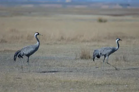 Common cranes. Stock Photos