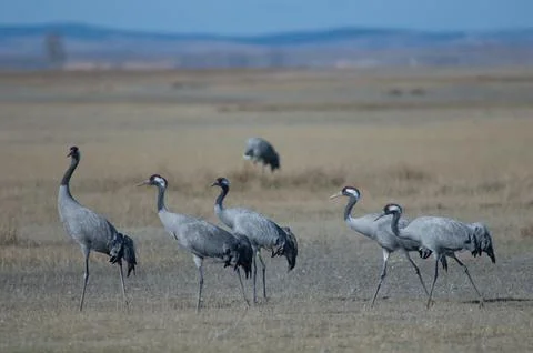 Common cranes. Stock Photos
