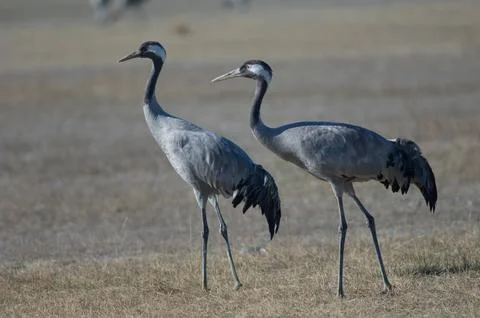 Common cranes. Foto stock
