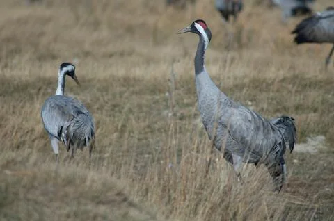 Common cranes. Stock Photos