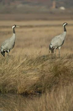 Common cranes. Stock Photos