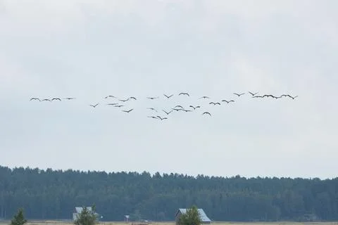 Common cranes. Fotos de archivo