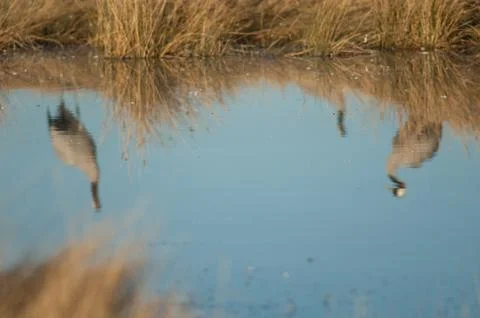 Common cranes reflected in a lagoon. Stock Photos