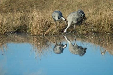 Common cranes reflected in a lagoon. Stock Photos