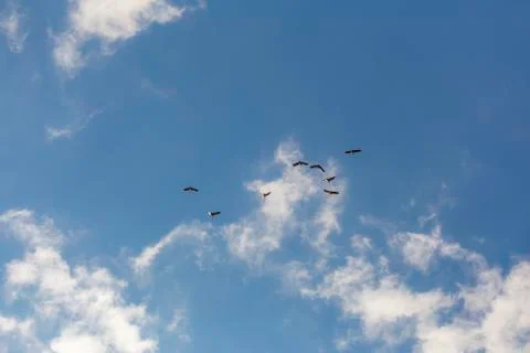 Common cranes in the sky Stock Photos