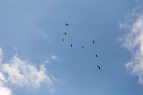 Common cranes in the sky Stock Photos