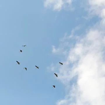 Common cranes in the sky Foto stock