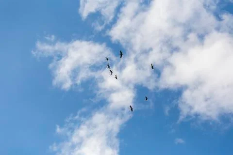Common cranes in the sky Stock Photos