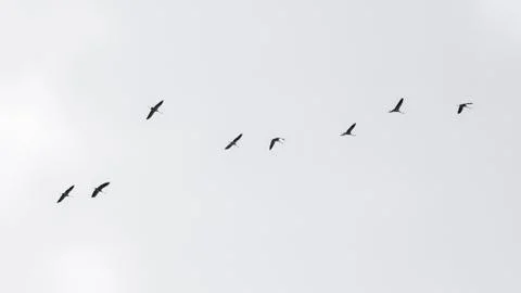 Common cranes in the sky Stock Photos