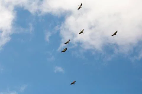 Common cranes in the sky Stock Photos