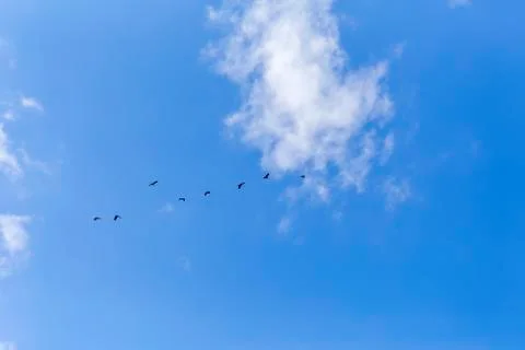 Common cranes in the sky Stock Photos