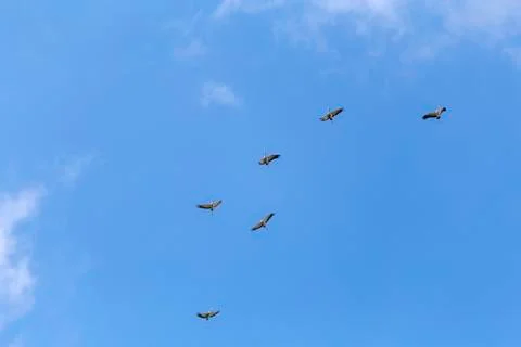 Common cranes in the sky Stock Photos