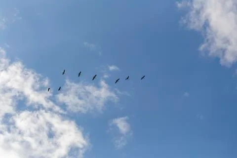 Common cranes in the sky Stock Photos