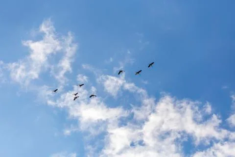Common cranes in the sky Stock Photos