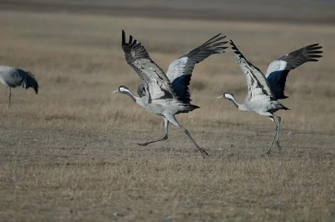 Common cranes taking flight. Stock Photos