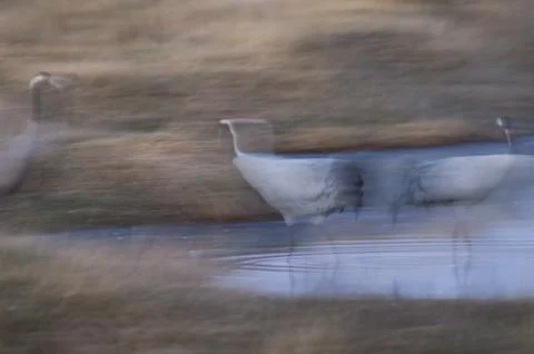 Common cranes walking in a lagoon. Stock Photos