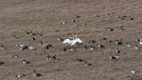Common cranes, whooper swand and wild Stock Video Pond5