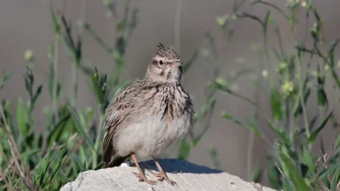The common crested lark in the wild. Galerida cristata Stock-Footage 170196727