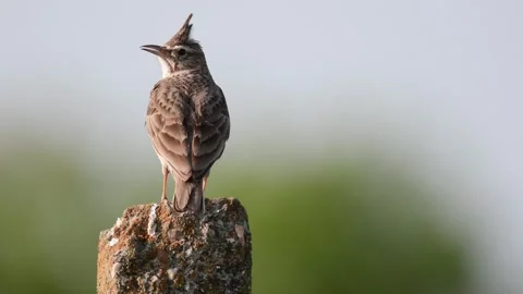 Common crested lark in the wild. Galerida cristata Stock-Footage 230181869