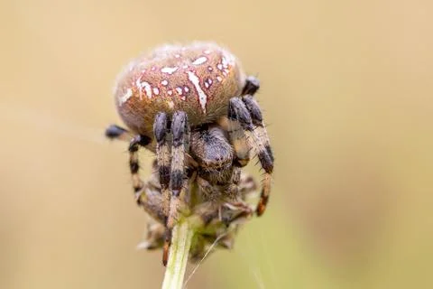 Common cross spider sitting grass 스톡 사진