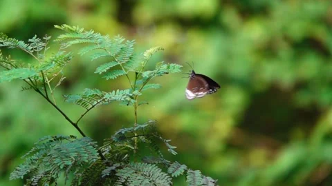 Common crow butterfly fly off in reverse in slow motion, after testing the leaf 動画素材 249039823