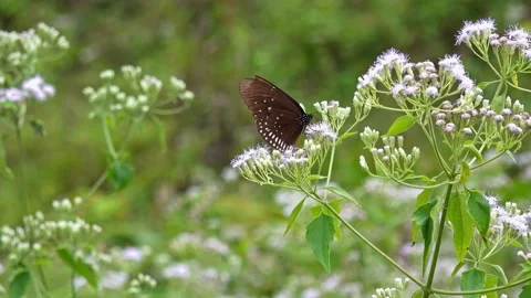Common Crow Butterfly Stock-Footage 156435592