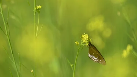 Common Crow Butterfly gliding through mustard field in early morning Stock Footage 324457096
