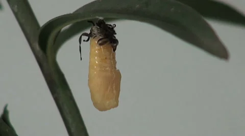 Common Crow butterfly making Pupa Part2 스톡 동영상 37219561