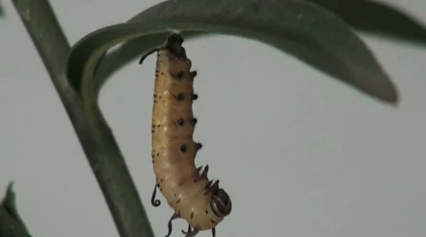 Common Crow butterfly making Pupa Part1 스톡 동영상 37219632