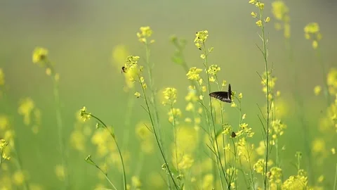 Common Crow Butterfly perched among yellow mustard flowers in morning Stock Footage 324454328