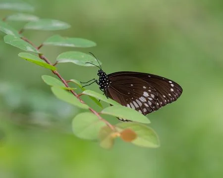 Common crow butterfly perched on a leaf Stock Photos