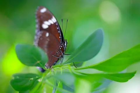 Common Crow Butterfly Stock Photos