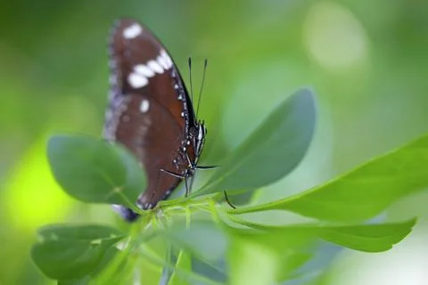 Common Crow Butterfly Stock Photos