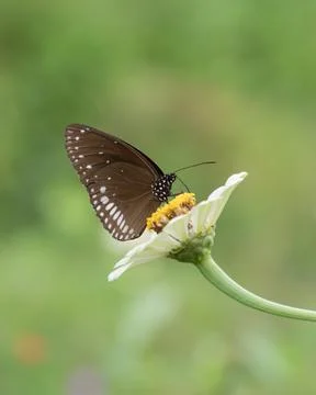 Common Crow butterfly Stock Photos