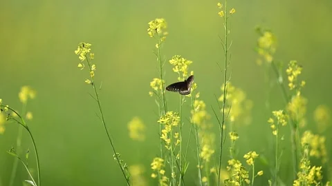 Common Crow Butterfly resting in mustard field during soft morning light Stock Footage 324454706