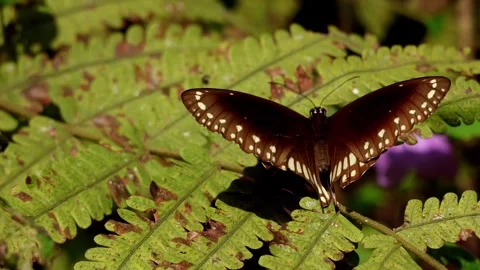 Common crow butterfly sunbathing on green fern in winter morning, himachal Stock Footage 346632240