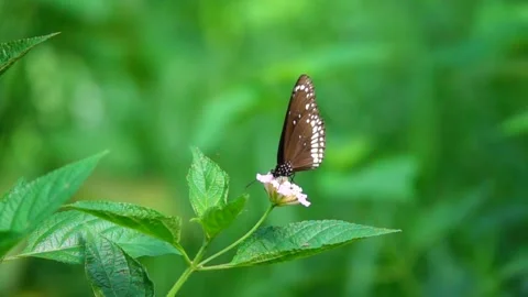 Common crow-feeding-on a flower Stock Footage 249039927
