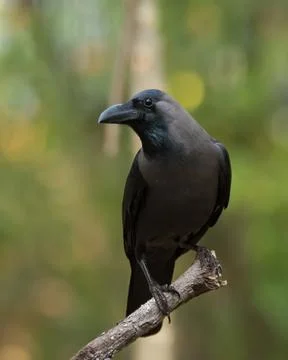 Common crow on a perch Stock Photos