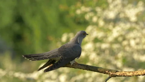 Common cuckoo 5 Cuculus canorus Male displaying Stock Footage 148508433