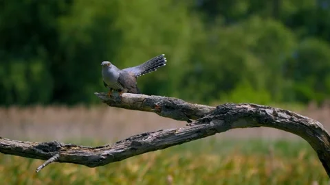 Common cuckoo being attacked by sedge warbler, birds fighting Vídeo Stock 231167799