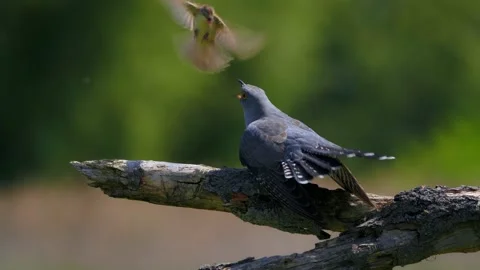 Common cuckoo being attacked by sedge warbler, birds fighting Video stock 231168258